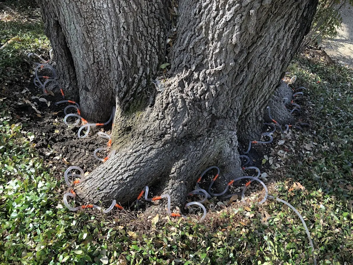 Detailed Tree Cabling and Bracing job site in Martinsburg